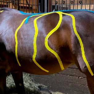 Case Study: Jordan – 12-Year-Old Quarter Horse Mare - complex history of hind end trauma, proprioceptive deficits, chronic musculoskeletal issues, and multiple compensatory patterns.
