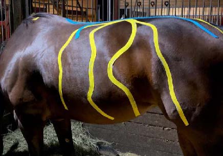 Case Study: Jordan – 12-Year-Old Quarter Horse Mare - complex history of hind end trauma, proprioceptive deficits, chronic musculoskeletal issues, and multiple compensatory patterns.