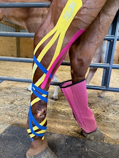 Integrative Taping for Complex Trauma in a Broodmare - Swelling, Neurologic trauma, Instability