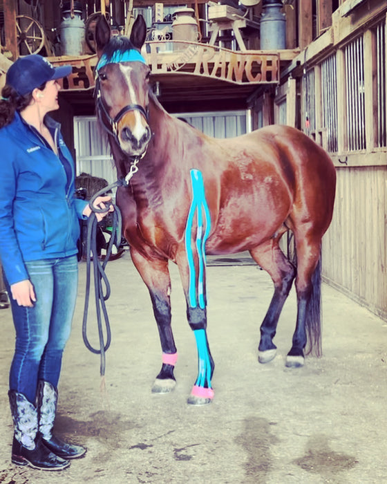 Equi-Tape application for equine hoof abscess.