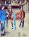 Equi-Tape application for equine hoof abscess.
