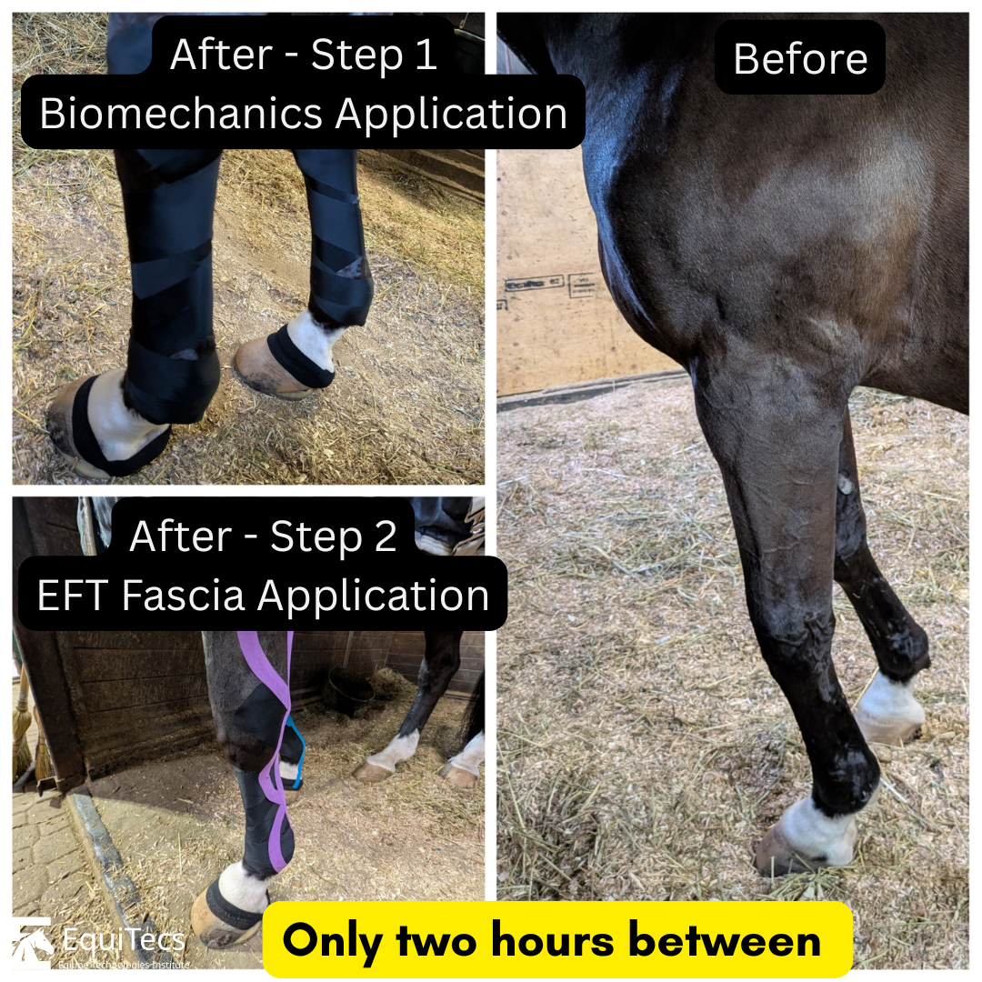 Horse-specific athletic and therapeutic taping that helps horses recover faster, move better, and perform at a higher level.
