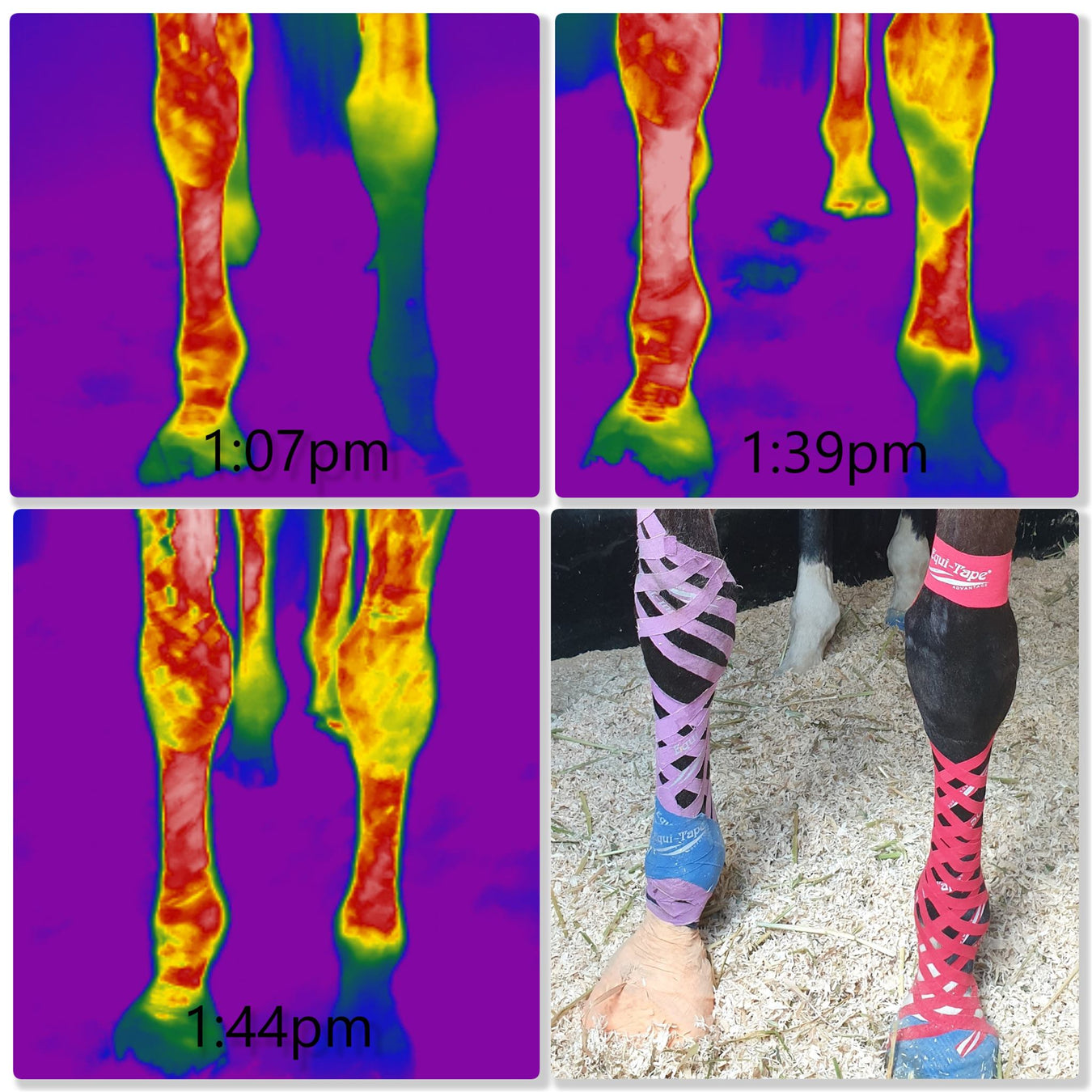 Thermography shows increased circulation in equine distal limbs due to the application of Equi-Tape (equine kinesiology).