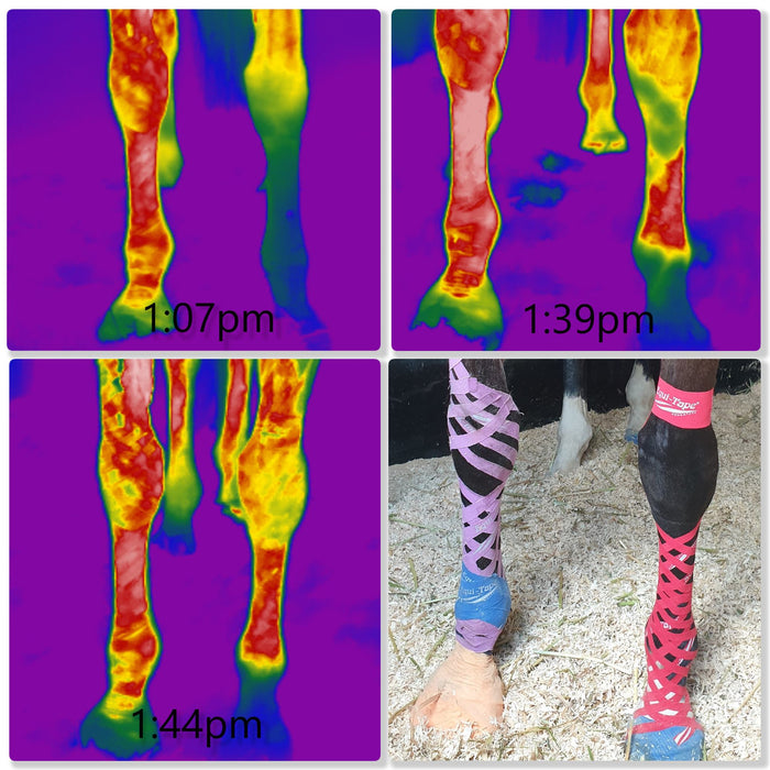 Thermography shows increased circulation in equine distal limbs due to the application of Equi-Tape (equine kinesiology).