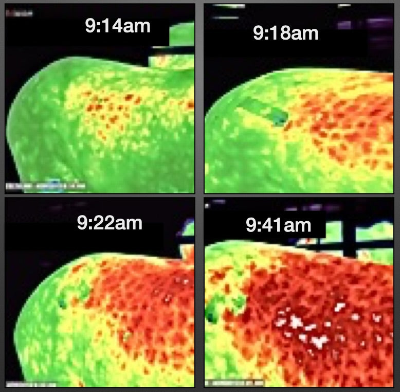 Thermography showing increased circulation of equine hip due to Equi-Tape (equine kinesiology taping) application. 