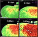 Thermography showing increased circulation of equine hip due to Equi-Tape (equine kinesiology taping) application. 