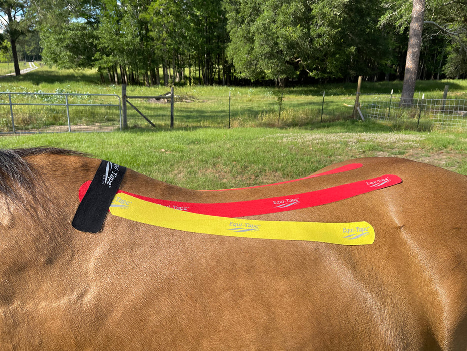 Equi-Tape application - equine kinesiology tape - designed to decompress the withers. This is helpful for horses who are sore in the withers, had a poor fitting saddle, or are in a growth spurt. 