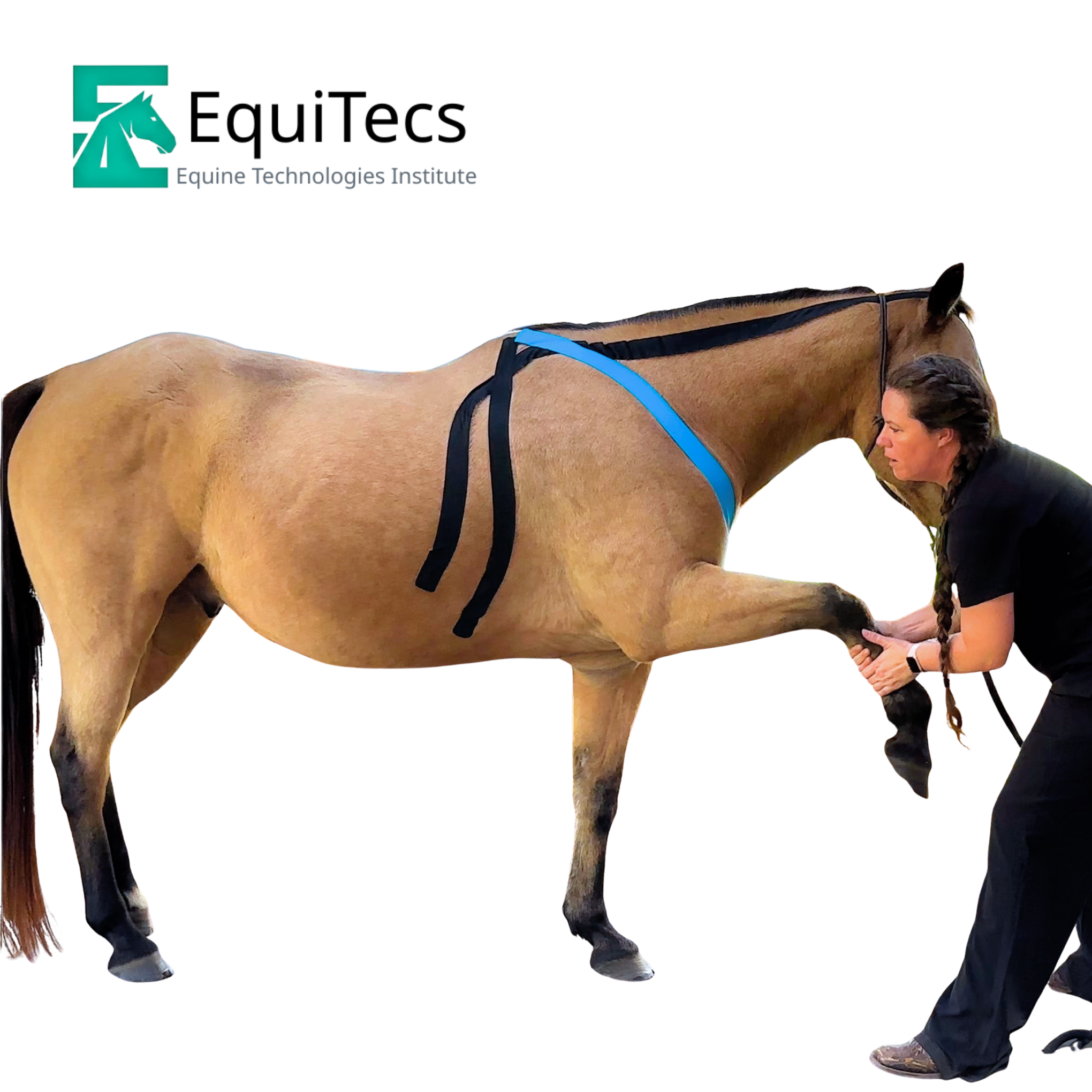 Equine Functional Tape vs Kinesiology Tape | EquiTecs