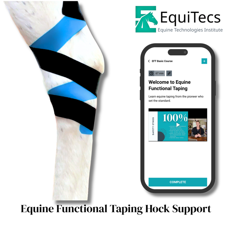 EquiTecs EFT hock support course for biomechanical joint stability, bone spavin, and natural hock fusion relief.