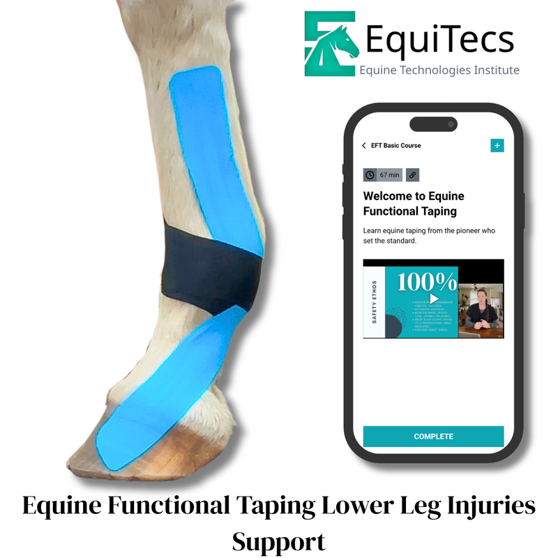 EquiTecs EFT horse lower leg injury course for tendonitis, suspensory tears, and DDFT or SDFT ligament support.