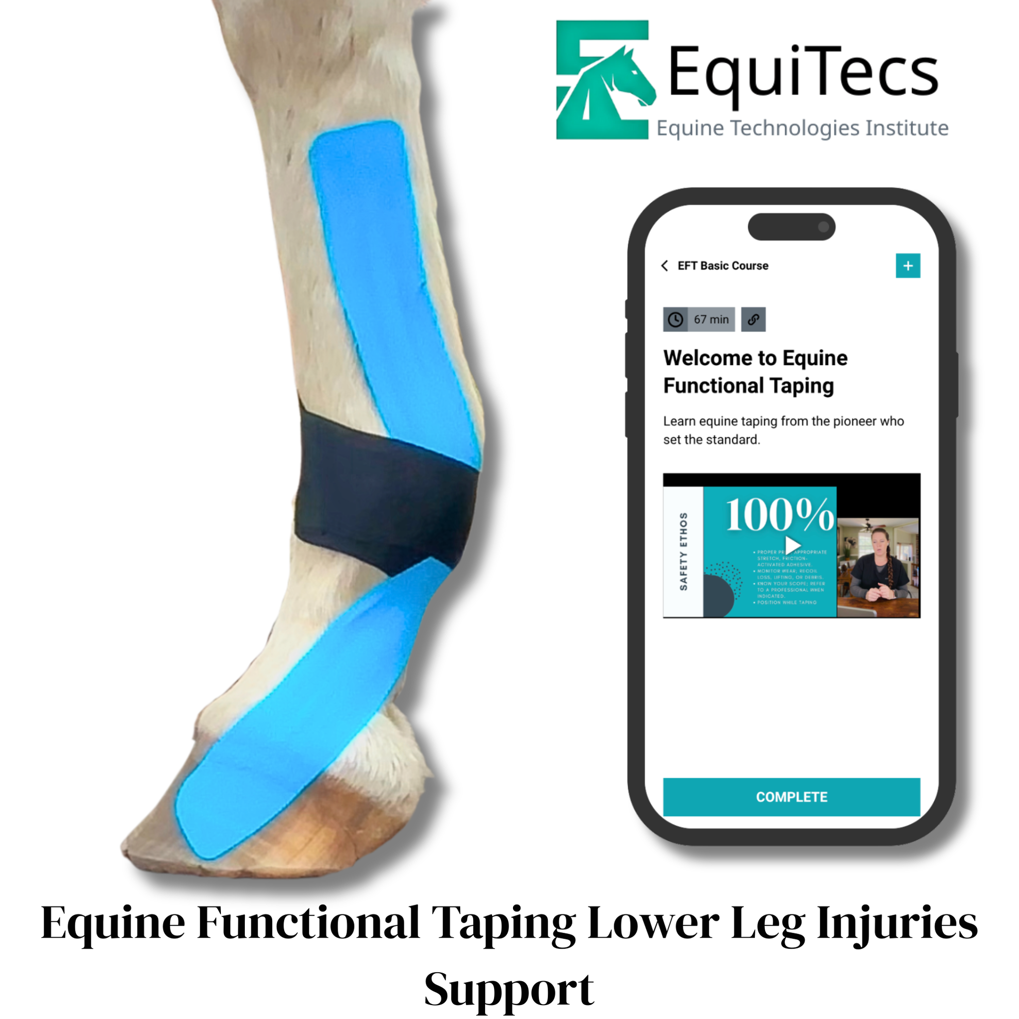 Equine Lower Leg Injury Prevention & Rehab Protocol | 36-Minute Online ...
