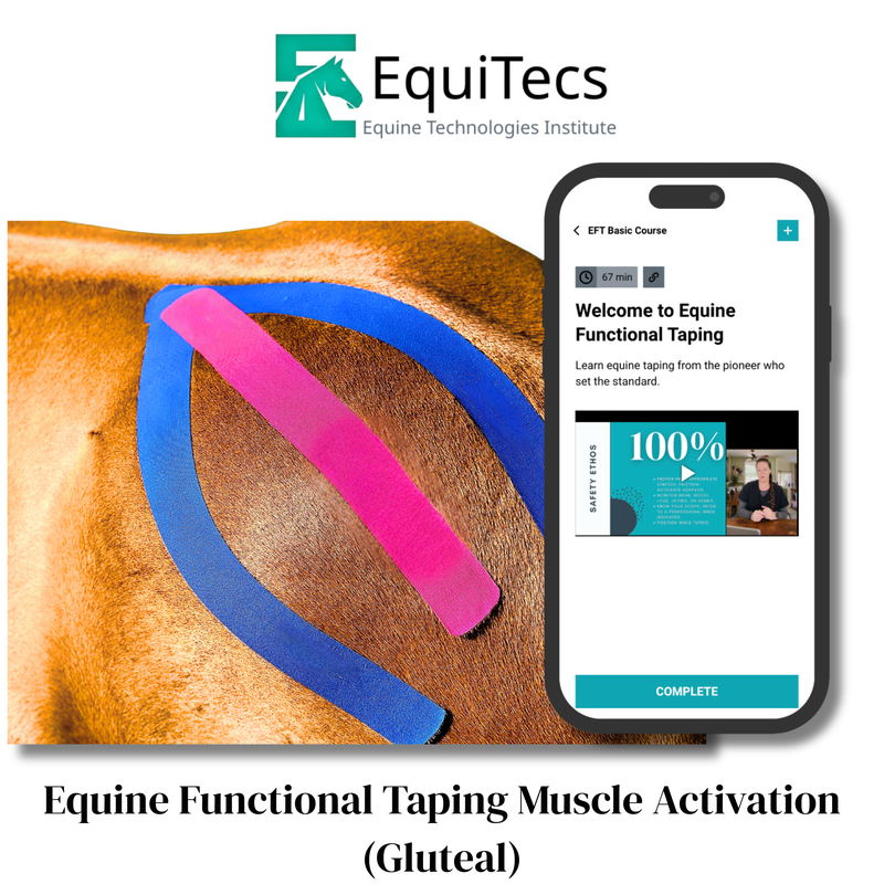 EquiTecs EFT Muscle Activation Gluteal digital course demonstrating horse gluteal functional taping for glute activation and strengthening to support hind end power propulsion balance and injury prevention.