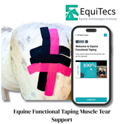 Equine Technologies Institute online video course detailing advanced muscle tear rehabilitation, tissue decompression, and fibrotic scarring treatment.
