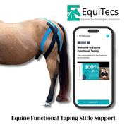 EquiTecs EFT stifle support course for biomechanical joint stability and soft tissue injury recovery.