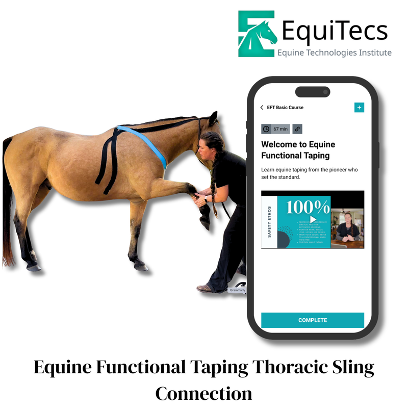 EquiTecs EFT Thoracic Sling Support digital course demonstrating equine functional taping for thoracic sling proprioceptive support to eliminate forehand heaviness and improve posture self carriage and front end stability.