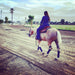 Horse at work with Equi-Tape® keeping their hock for becoming injured. 