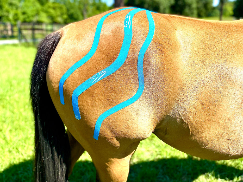 Equi-Tape application for equine muscle fascia. Uses - active horses who show tenderness in muscles, equine athletes before and after competition to reduce soreness and keep the fascia and  muscles happy and healthy. No experience need, safe, can't hurt the horse. 