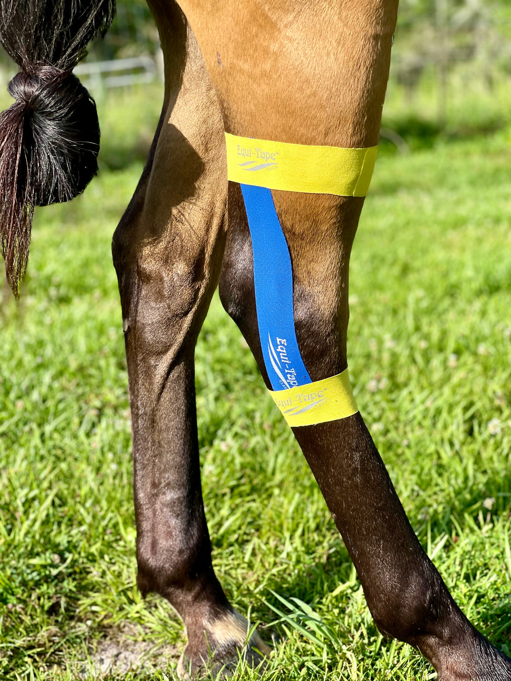 Equi_Tape® equine kinesiology taping application designed for the horse's hock. Use this application on horses in rest to help with flexion and to reduce inflammation. 