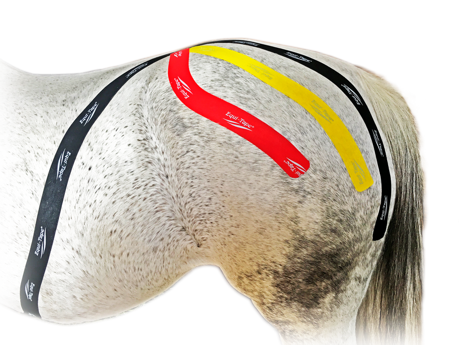 Equi-Tape® application to connect the horse's hind-end and core to encourage the core muscles to engage during the stride. 