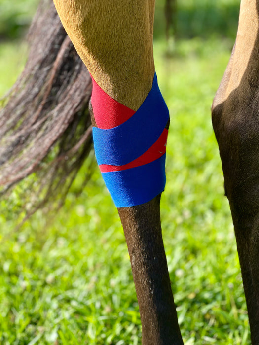 Equi-Tape Application of equine kinesiology tape for horse's hock. Use this application to support and stabilize the hock after surgery, joint injections, injuries and dysfunctions like bone spavi, thoroughpin, capped hocks, sprains, tears, inflammation, swelling and more. Equi-Tape is clinically prove to help hock, no side effects, no active ingredient, safe for you and your horse. 