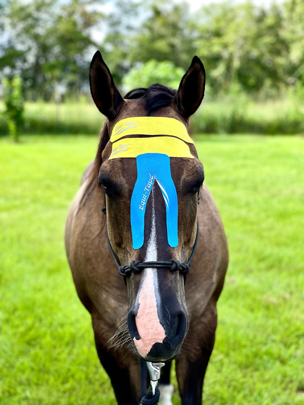 Equi-Taping application to calm and ground a horse and open up airways. 