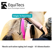 EquiTecs muscle activation taping demonstration using pink 2-way stretch EFT tape for horse glute support.