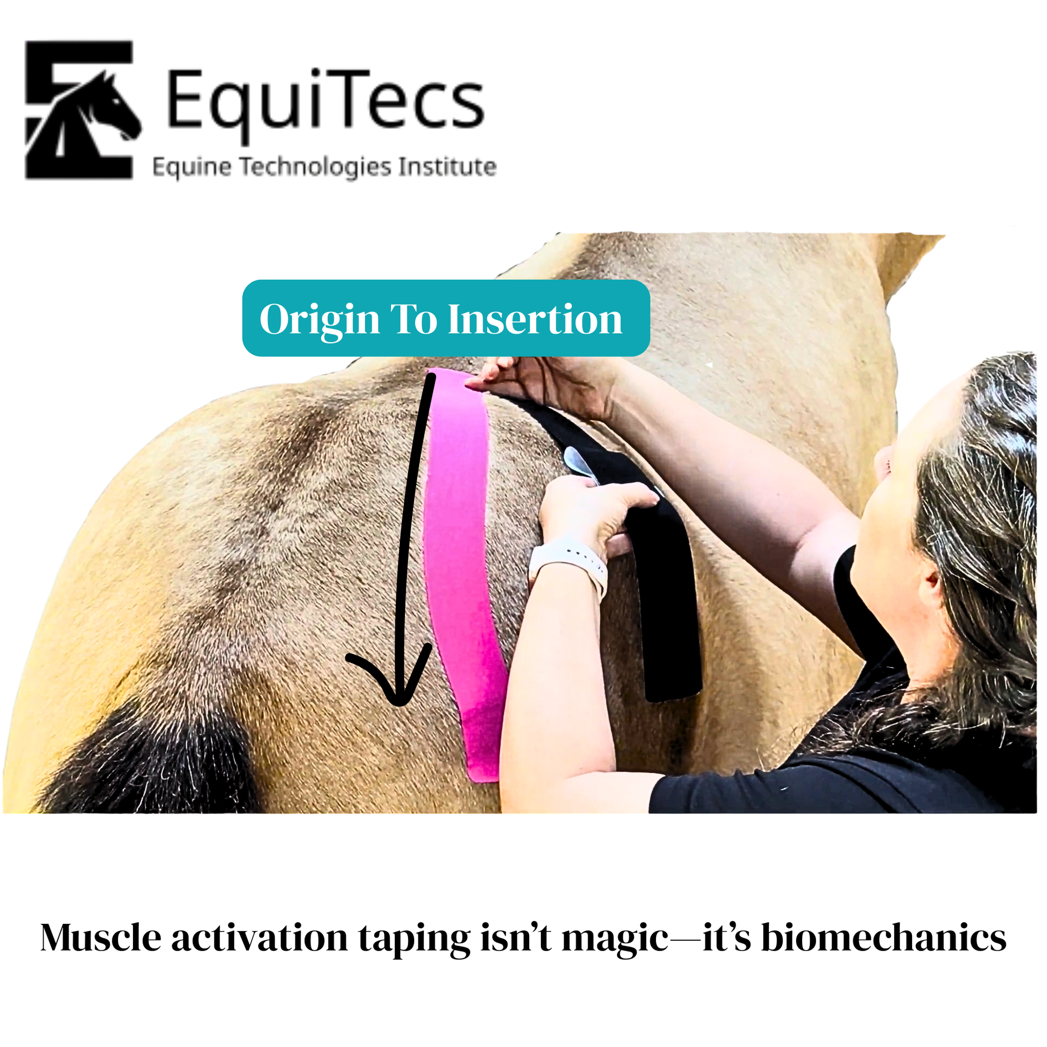 Equine Taping Education for Clinics, Schools & Associations | EquiTecs