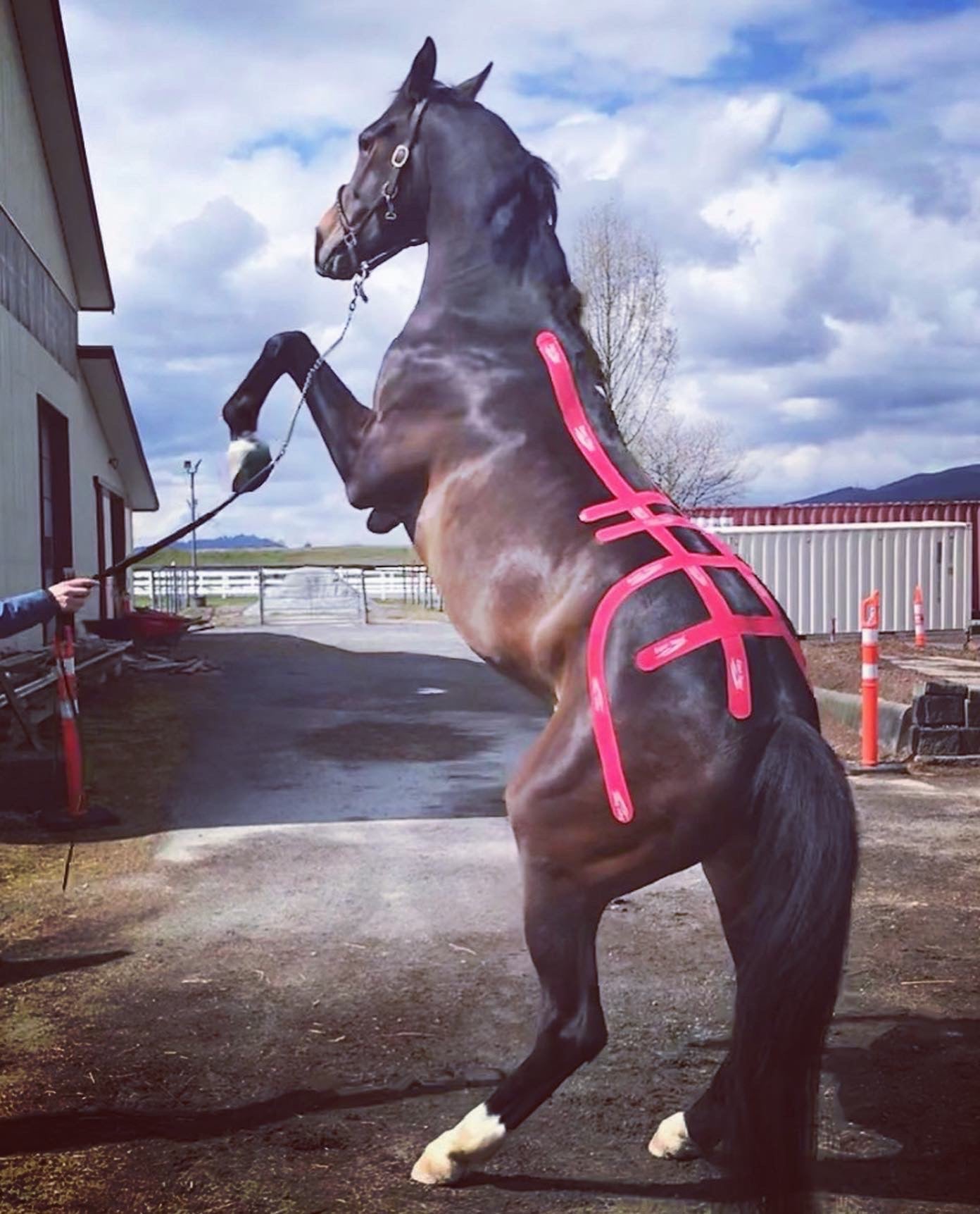 Equi-Taping application to support the lumbar and sacroiliac joints. 