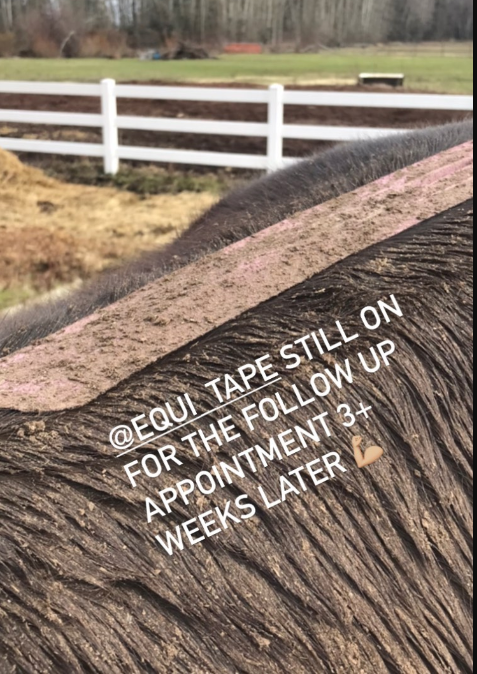 Equi-Tape application lasting over three weeks