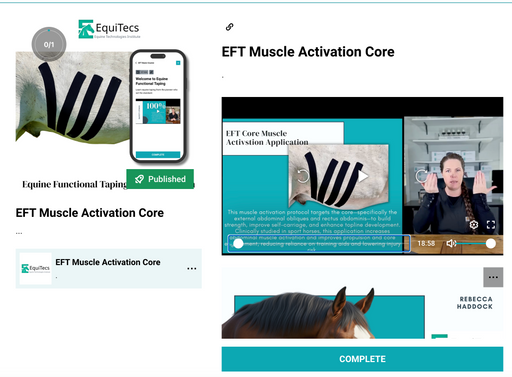 EquiTecs EFT Muscle Activation Core digital course demonstrating horse abdominal functional taping for core muscle activation to support engagement posture and bigger movement.