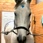EquiTecs - Happy Horse