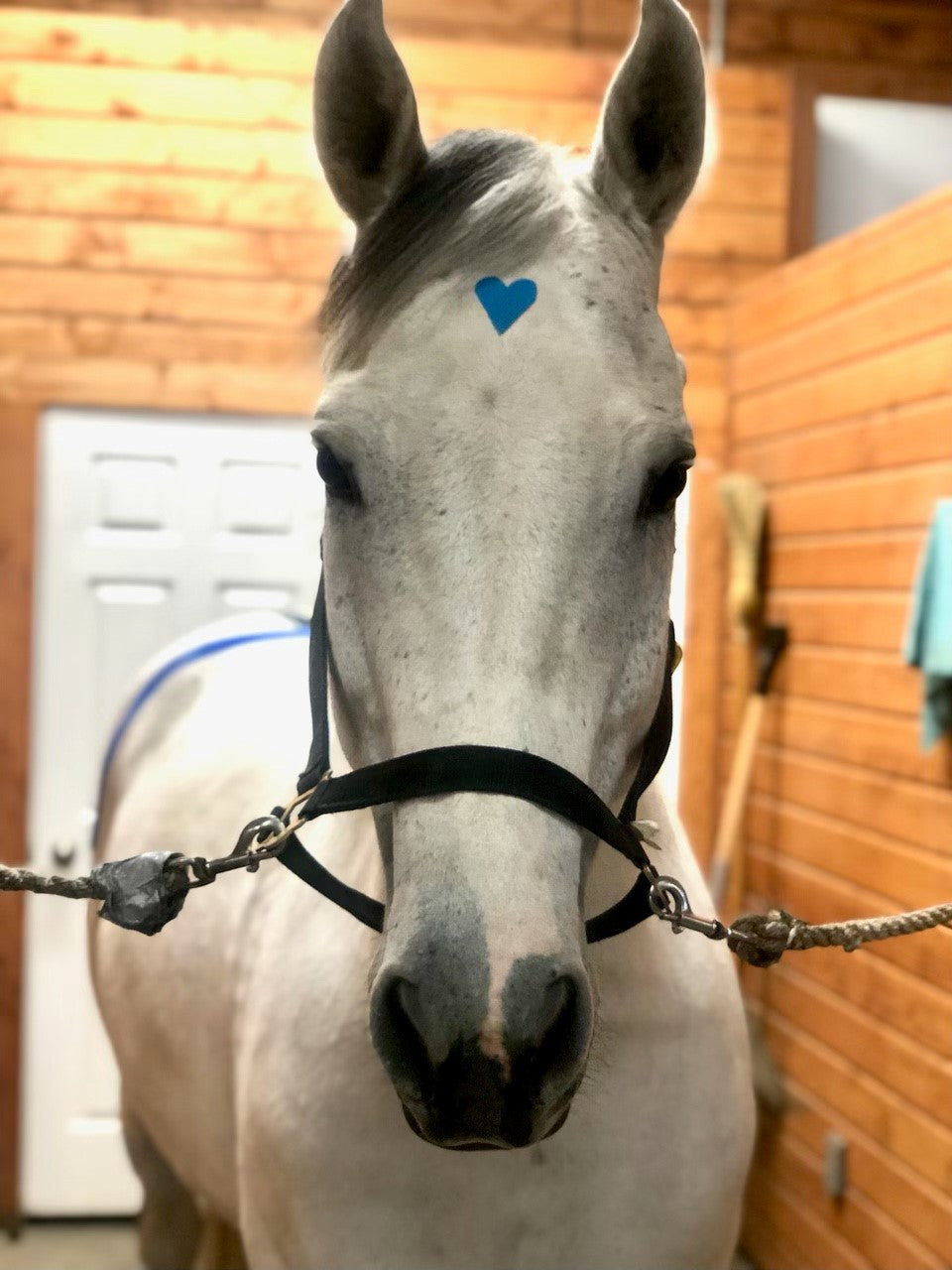 Equi-Tape Happy Horse