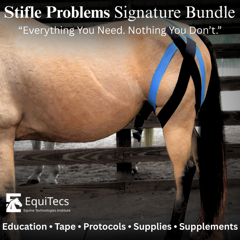 EquiTecs EFT stifle support course for biomechanical joint stability and soft tissue injury recovery.