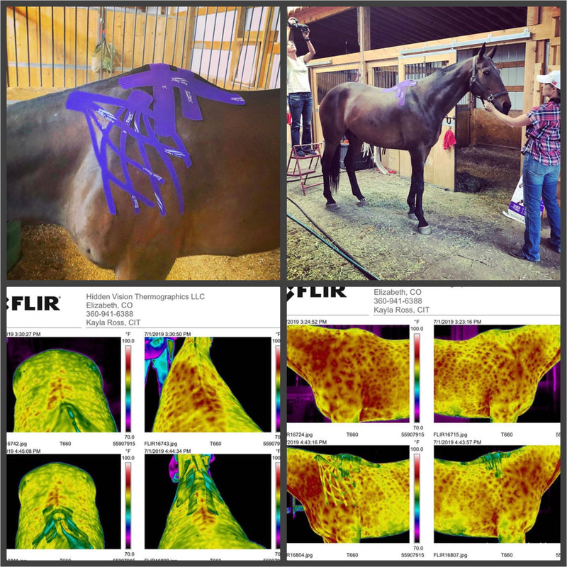 Thermography shows increased circulation due to Equi-Tape application (equine kinesiology).