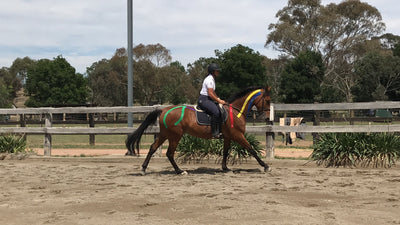 Equi-Tape® being used to help young eventing horse train and build muscle all while reducing soreness allowing him to train harder & recover quicker. 