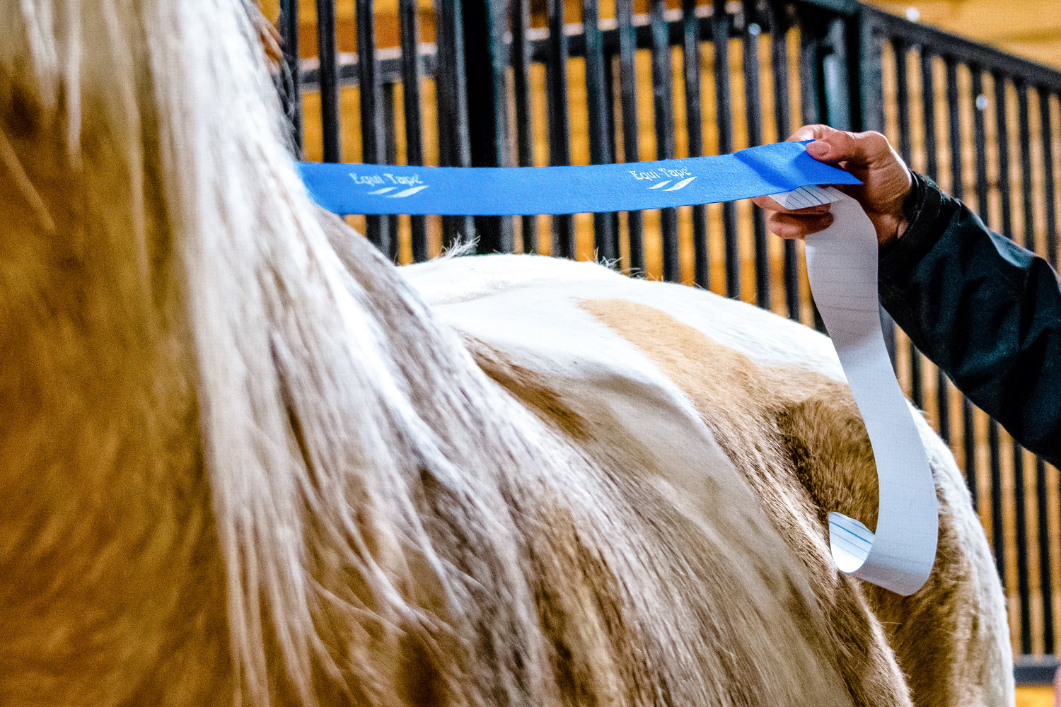 Applying Equi-Tape to a horses back