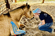 Rebecca Haddock, worlds expert in equine kinesiology taping with horse directly after taping for hoof abscess support. Horse recovered in 3 days!