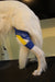 Equi-Tape® used on all animals including K-9.