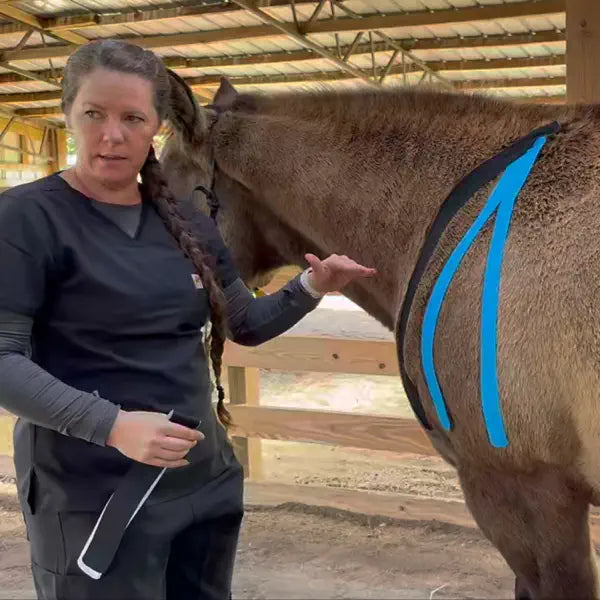 Does Kinesiology Tape Work for Horses?