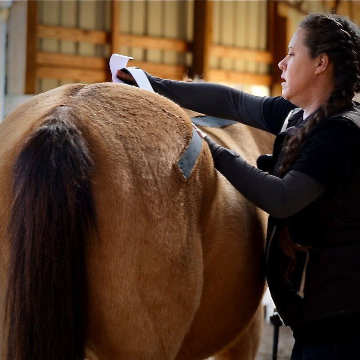 OIO Biomechanics taping application for equine lumbar stability. Rebecca Haddock developer and world expert teaching during the OIO Biomechanics Course. 