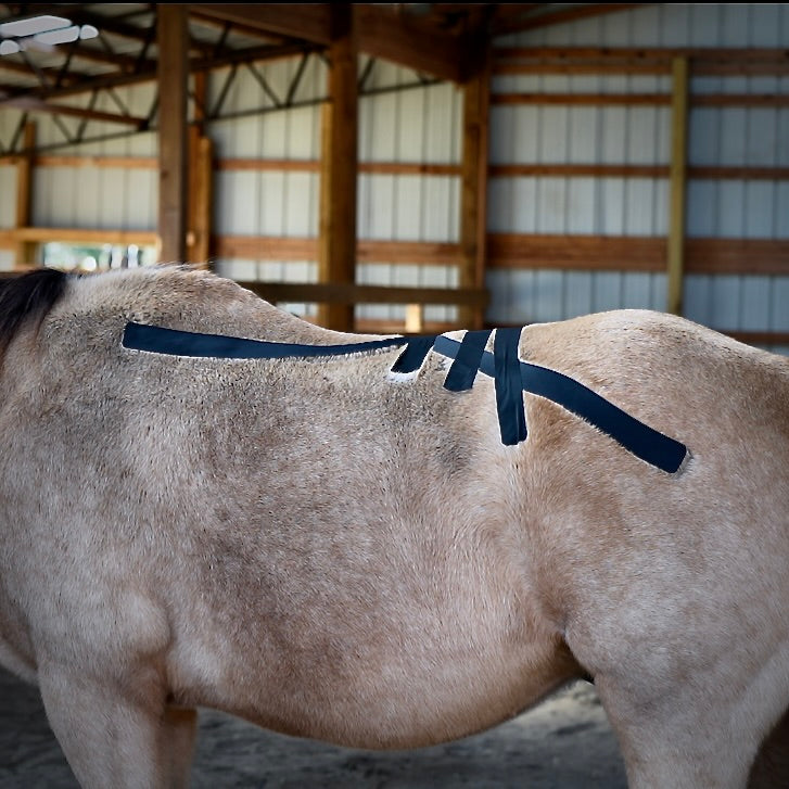 OIO Biomechanics application for equine lumbar stabilization and force reduction. 