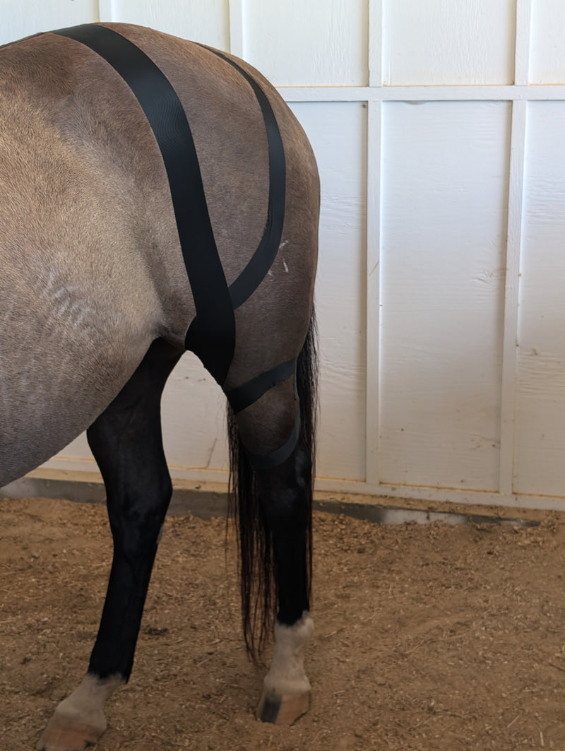 OIO Biomechanics application for equine stifle stabilization. 