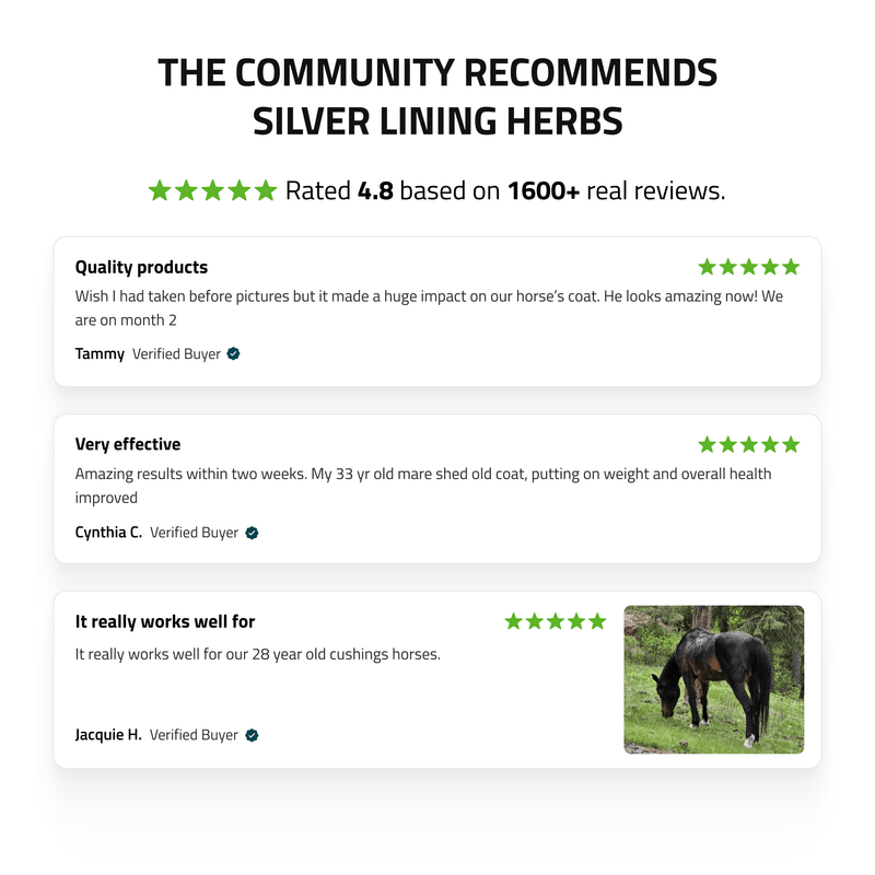 Pituitary Support for Horses
