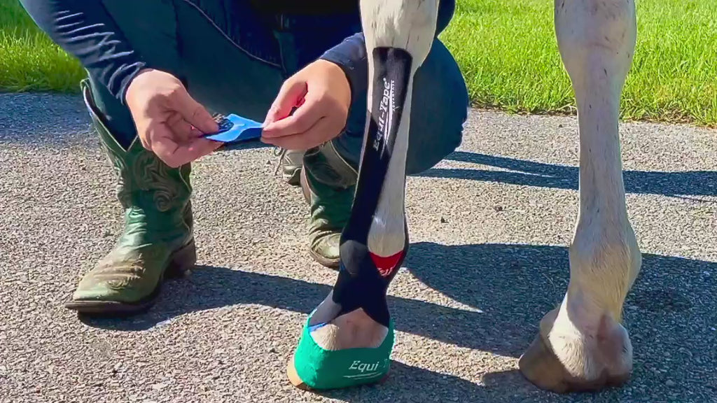 Rebecca Haddock, worlds expert in equine kinesiology taping, demonstrating how to apply tape to the equine's lower leg for collateral ligament injury. Use this application to help rehab horse's with collateral ligament injuries. 