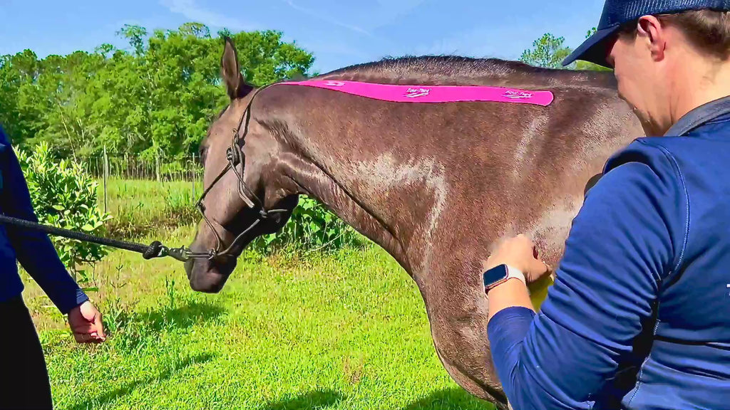 Rebecca Haddock, the world expert in equine kinesiology taping, demonstrating how to tape the horses neck. Use this application for any horse with any neck issue.  No experience need, you can not hurt your horse with this application. 