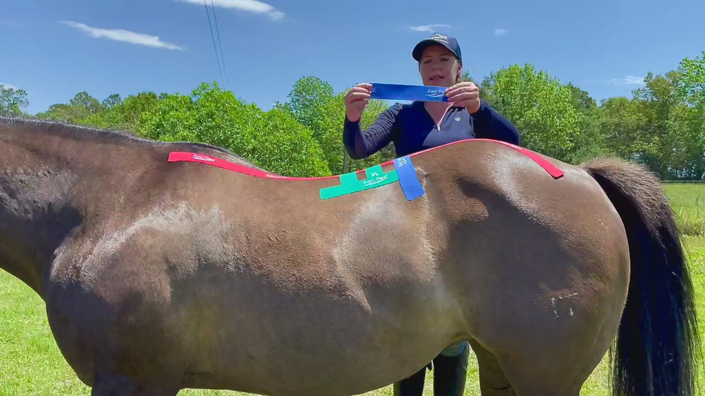 Rebecca Haddock, the worlds expert in equine kinesiology taping, demonstrating how to tape a horses back for lumbar stability. 