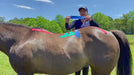 Rebecca Haddock, the worlds expert in equine kinesiology taping, demonstrating how to tape a horses back for lumbar stability. 