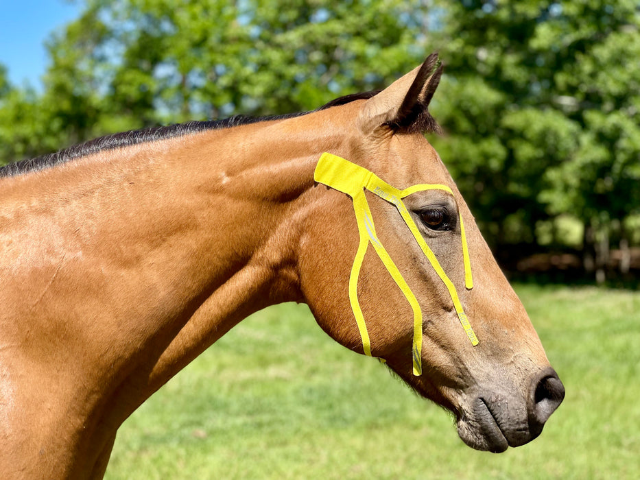 Equi-Tape application for equine seasonal allergies and bug irritation