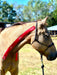 Equi-Tape application for equine front limb extension. Use for training and conditioning to encourage front limb extension. 