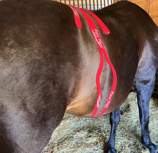 Equi-Tape® Application for Digestive Support.